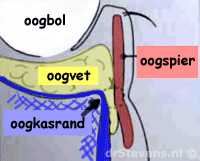 illustratie operatietechniek oogvet oogkasrand onderoogleden aangezicht - drstevens.nl